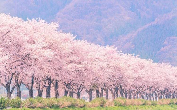 日本樱花vps怎么购买,最便宜的国内vps 日本樱花vps怎么购买,最便宜的国内vps