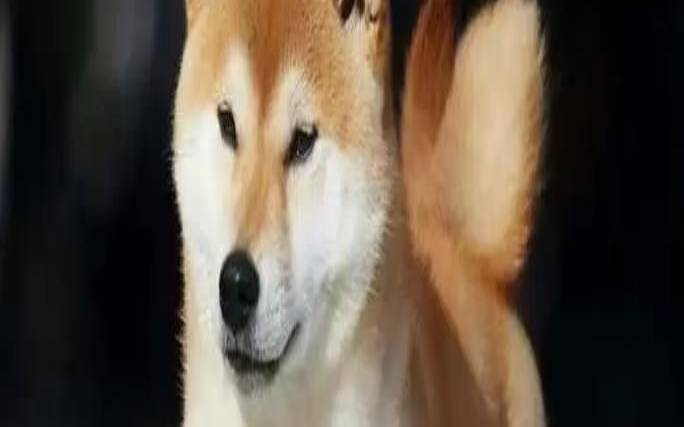 甲辰年中秋狗云,dogyun,弹性云7折/经典云8折/独服优惠100元/幸运大转盘抽5折优惠 甲辰年中秋狗云,dogyun,弹性云7折/经典云8折/独服优惠100元/幸运大转盘抽5折优惠
