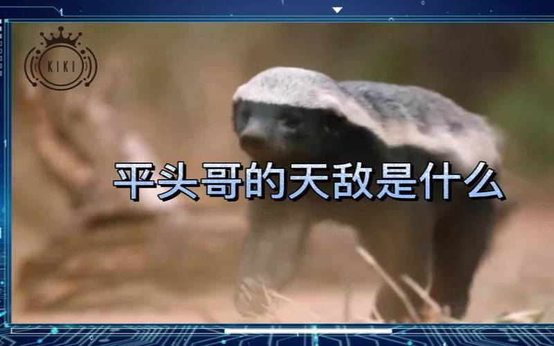 香港平头哥科技有限公司（平头哥有天敌吗）