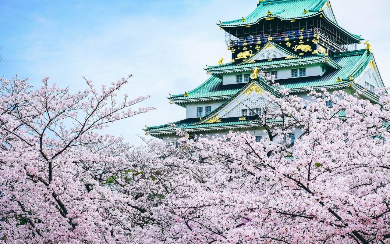 日本樱花服务器好不好用（日本樱花服务器器4887）