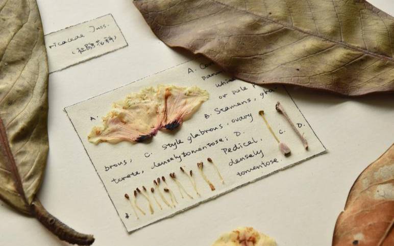 repobrowser什么意思