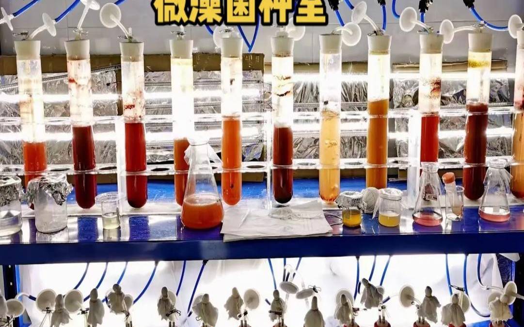 藻类数据中心是未来吗（藻类计数方法）