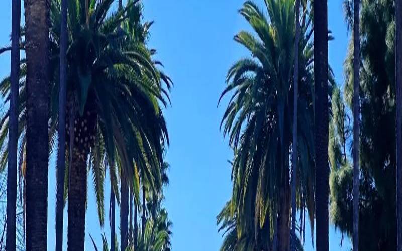 Virmach洛杉矶voxility高防（美国洛杉矶coolkicks）