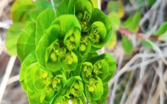 中国野草云（中国野草诗社）