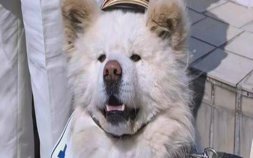 51促销狗云弹性云7折/经典云8折,狗云服务器怎么样 51促销狗云弹性云7折/经典云8折,狗云服务器怎么样