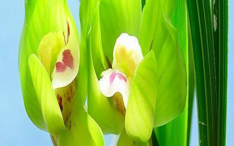 绿云荷兰VPS怎么样测评介绍（绿云荷瓣兰花）