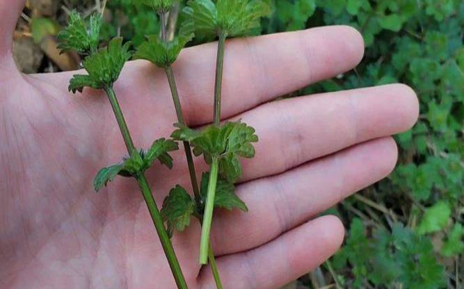 野草云2022年4月促销（野草云服务器怎么样）