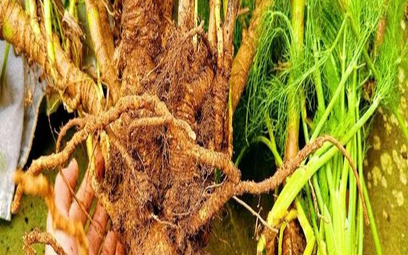 茴香根的食用方法（茴香菜根的吃法和功效）