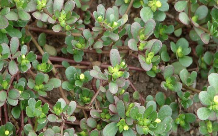 野草云2024采购季特惠（野草云服务器怎么样）