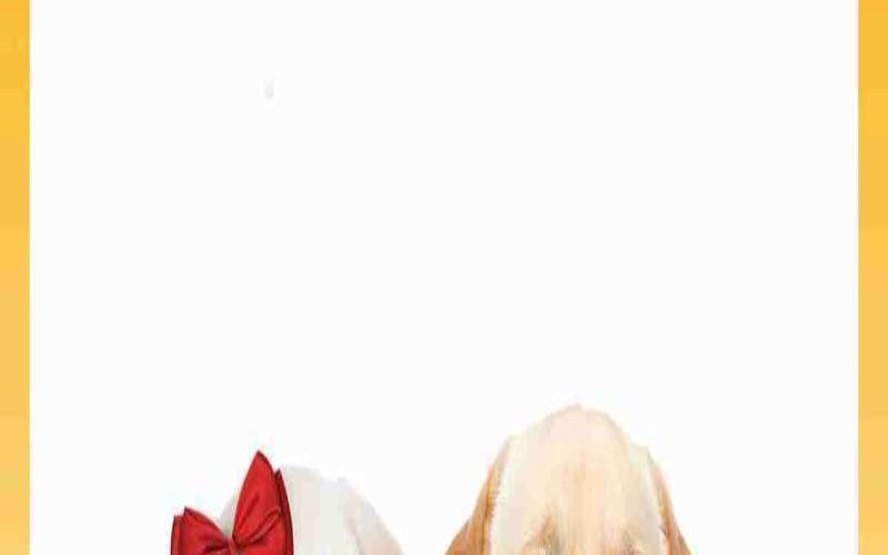 狗云DogYun新春抽奖活动（我是狗策划怎么不更新了）