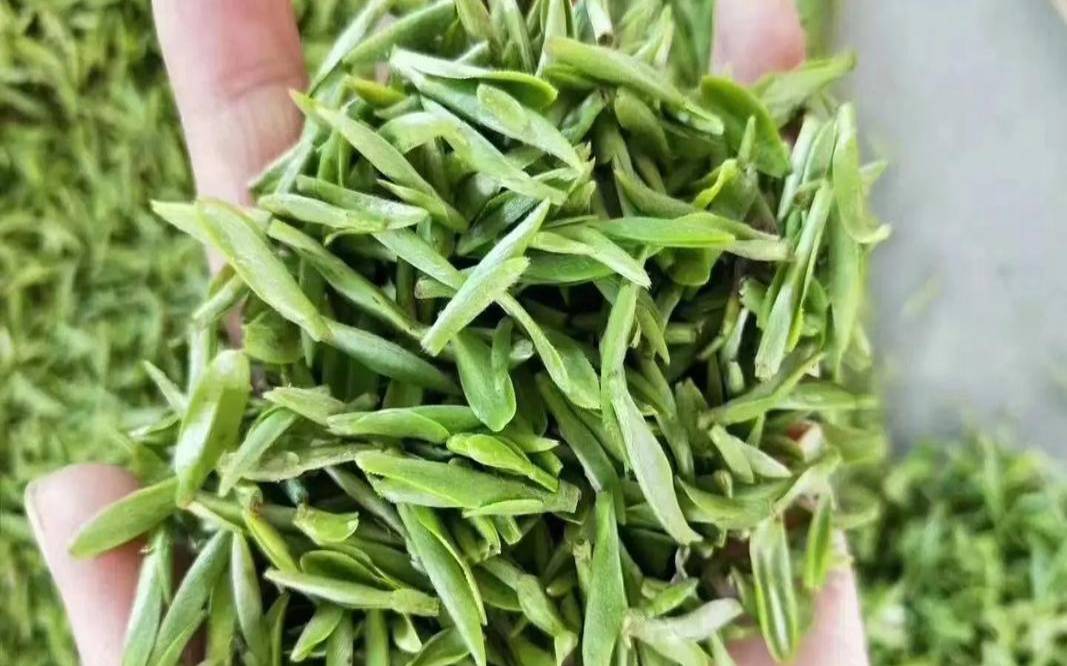 天鹅云,天鹅云尖绿茶 天鹅云,天鹅云尖绿茶