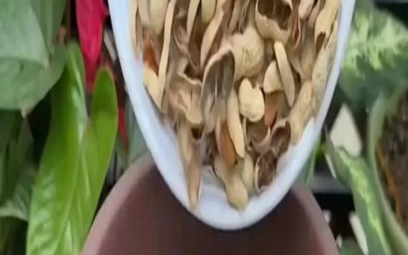 如何使用花生壳,花生壳怎么使用教程 如何使用花生壳,花生壳怎么使用教程
