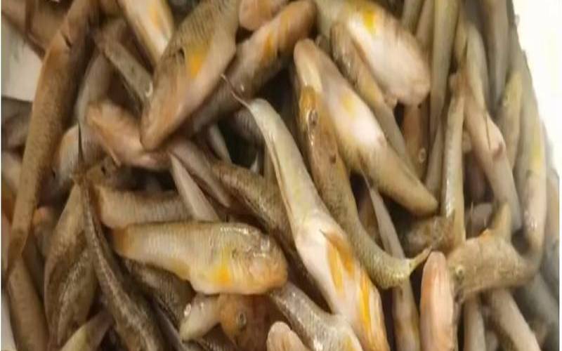 木头鱼在线翻译能翻译哪些语言,木头鱼在线翻译免费 木头鱼在线翻译能翻译哪些语言,木头鱼在线翻译免费